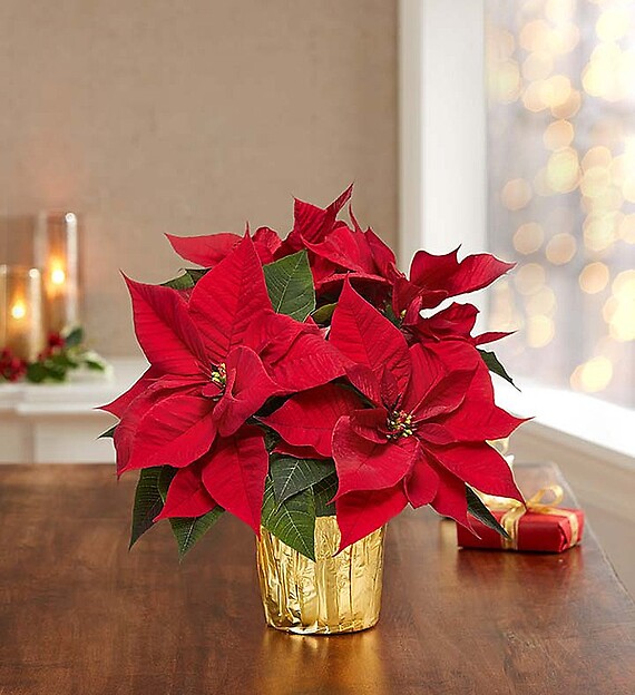 Christmas Poinsettia